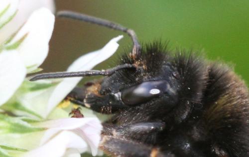 Bombus soroeensis soroeensis